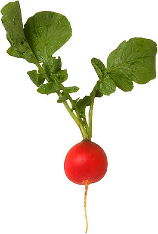 Organic Produce Radishes Bunch EA